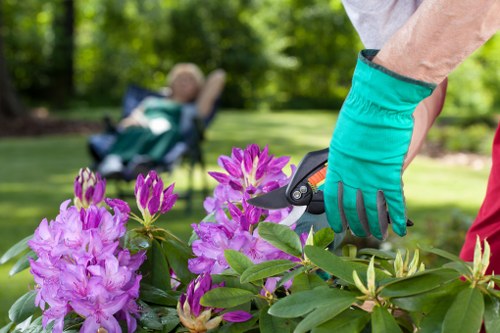Professional tree felling and branch removal in Brompton